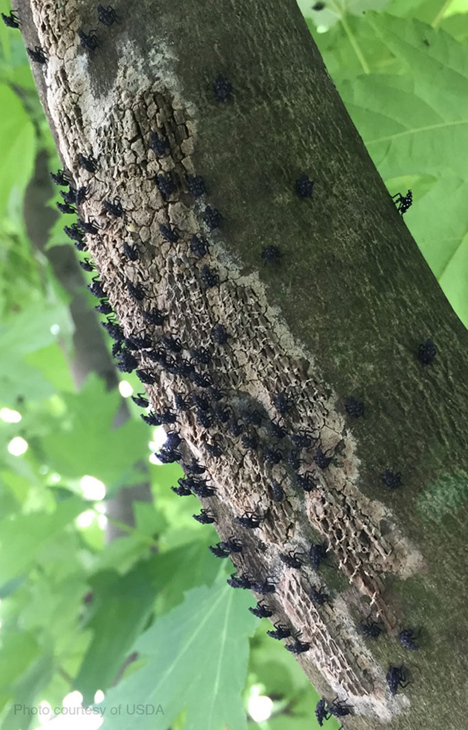 Spotted Lanternfly Nymphs