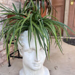 Plant in a head sculpture planter