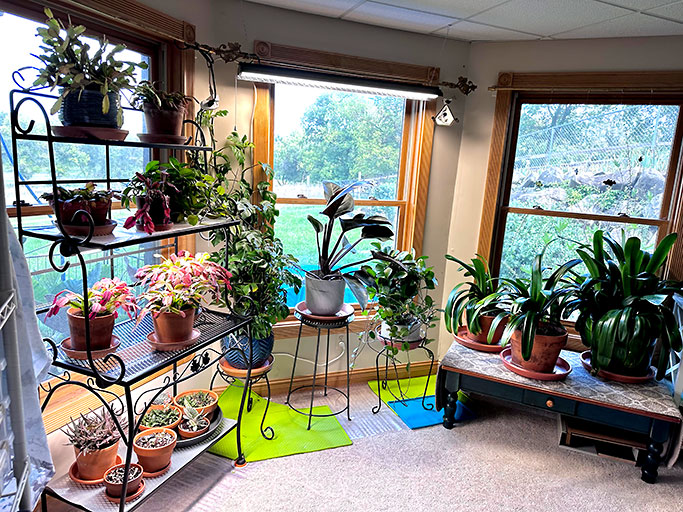 Indoor plant collection