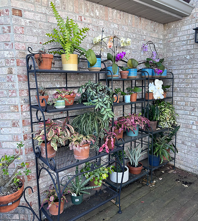 Outdoor plant collection on wrought iron racks