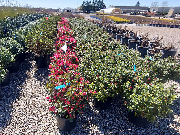 Azalea Girard Rose in pots