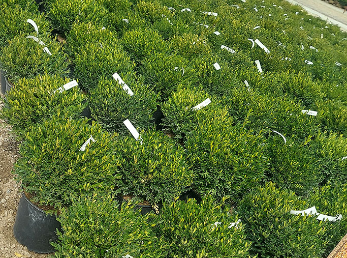 Buxus Green Gem Boxwoods in Pots