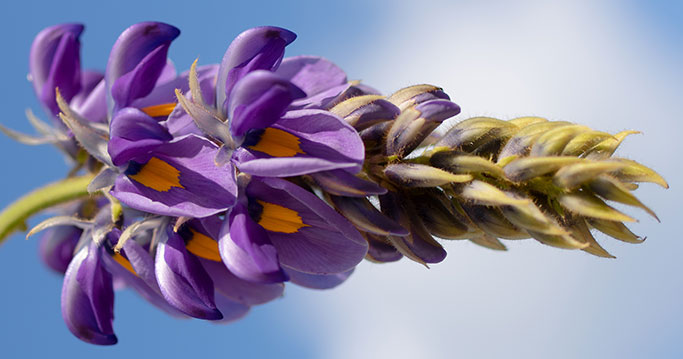 Kudzu flower