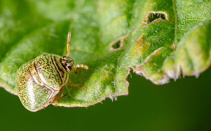 Japanese Kudzu Bug Damaging a Leaf