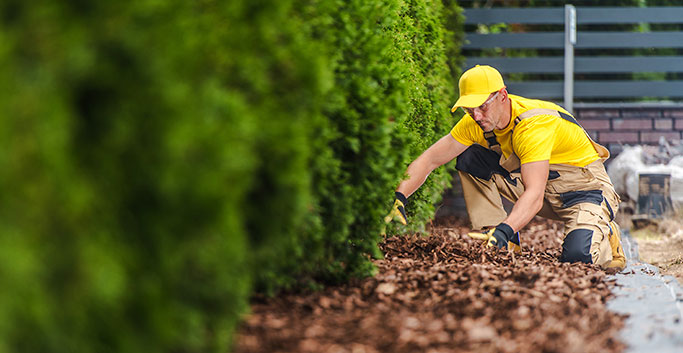 Landscaper Mulching