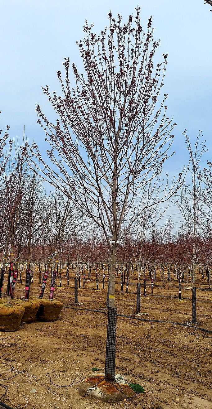Acer Rubrum Redpointe in the winter with no leaves