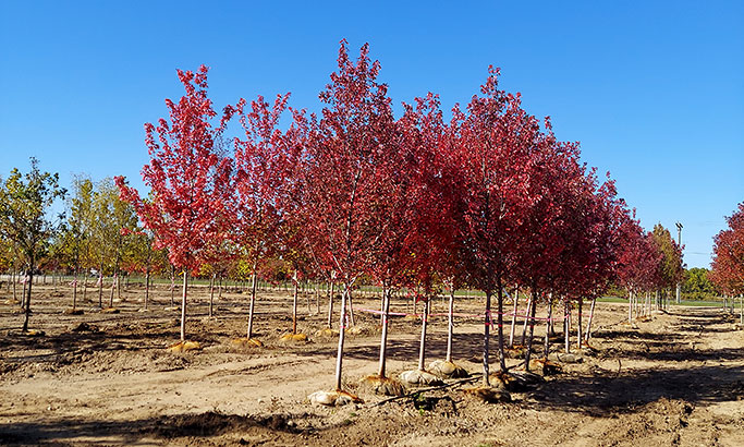 Acer rubrum Redpointe in fall color in the field