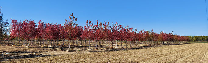 Maple Field at Christensen's