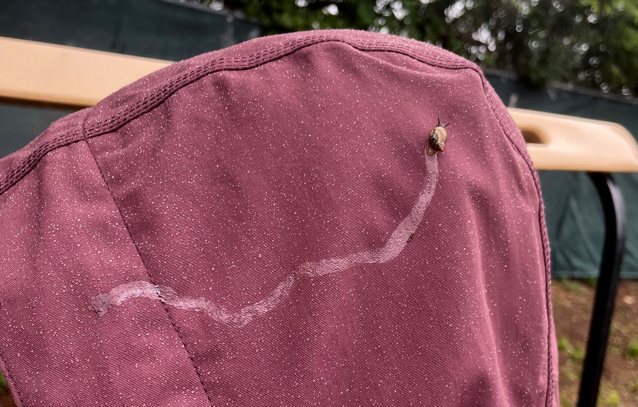 Snail wandering across a person's hood