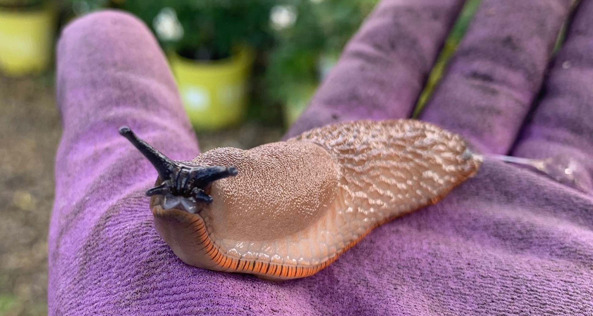 Big Slug on a glove at Christensen's