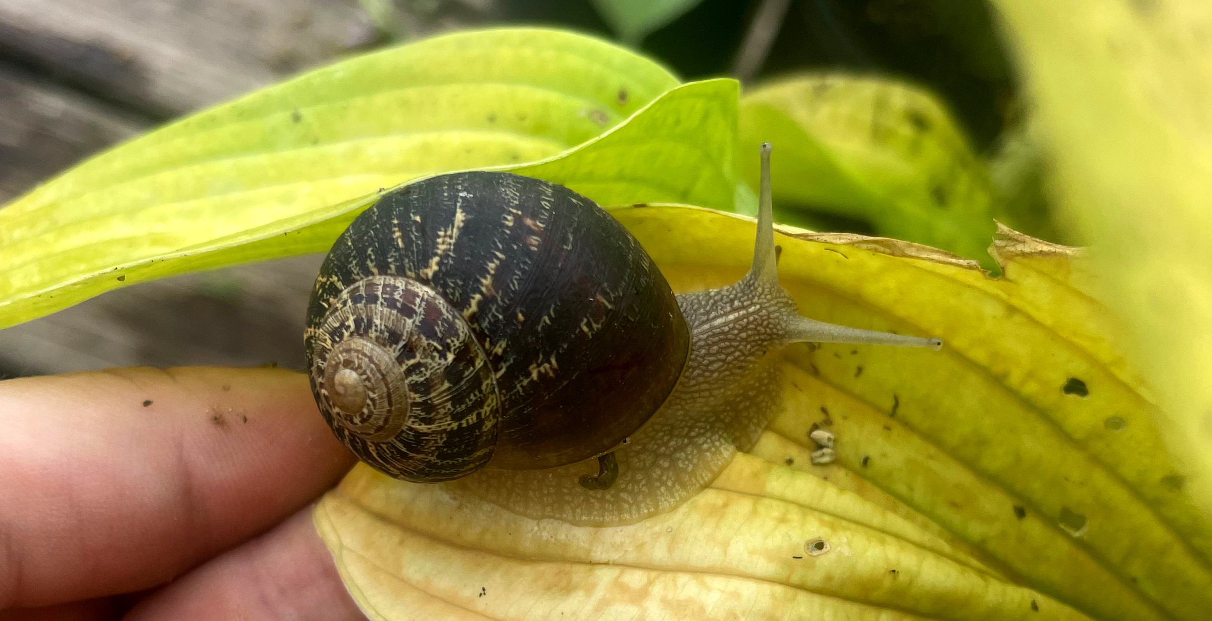 Snail on Hosta Plant