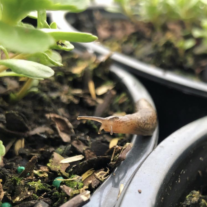 Slug on a pot rim with plants