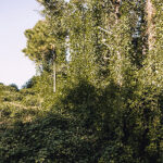 Kudzu taking over forest