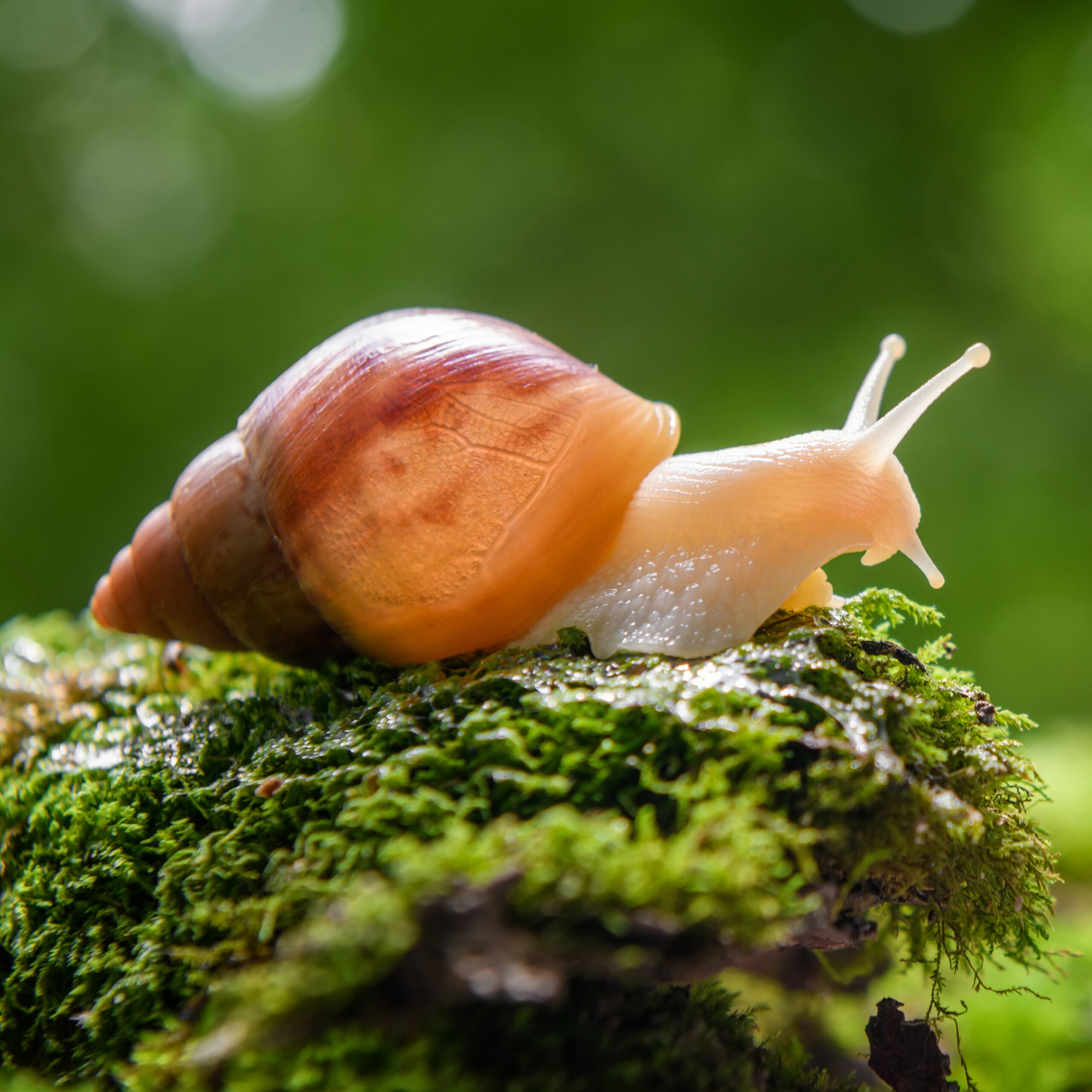A Little Love for Snails & Slugs… But Mostly Prevention and Solutions