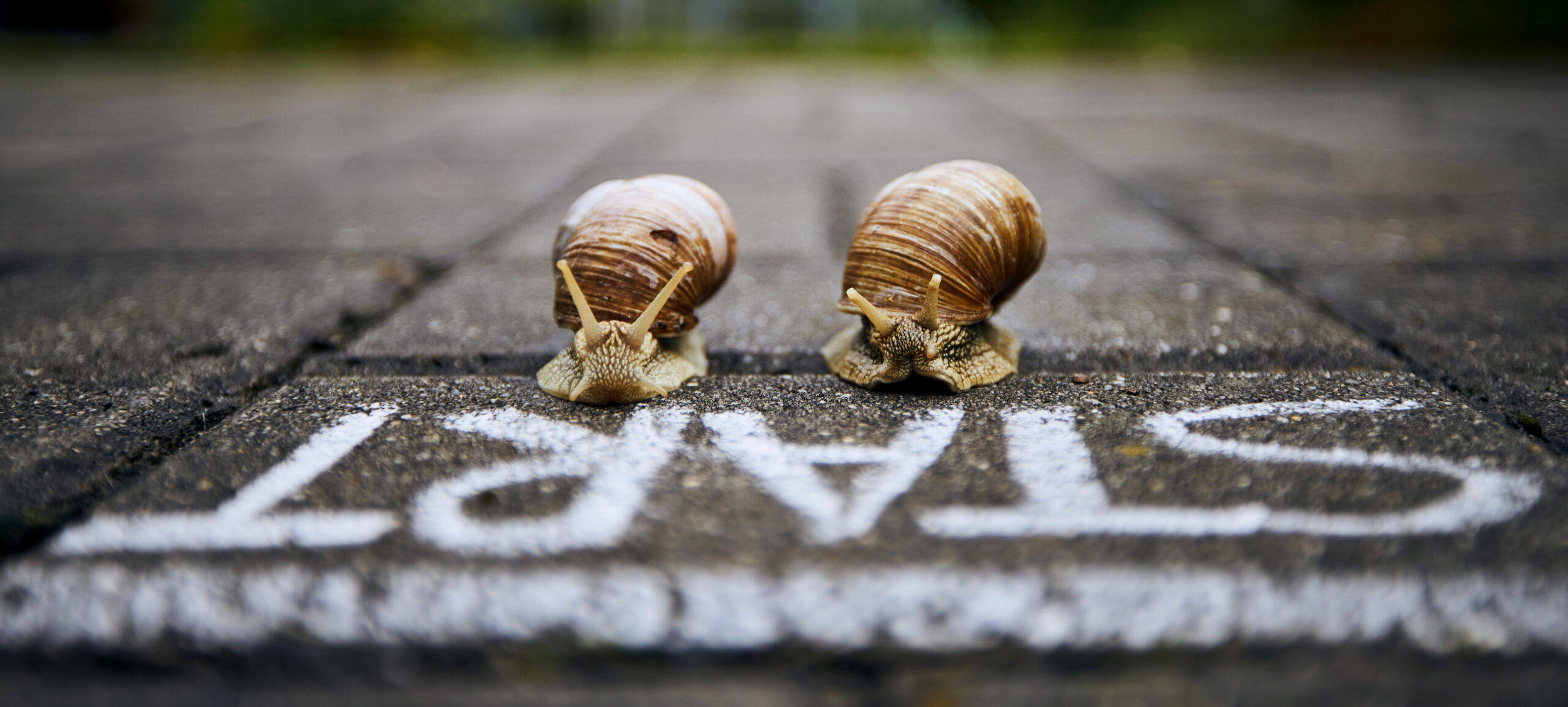 Racing Snails at the start line