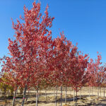 Acer Rubrum Red Sunset in Fall Color