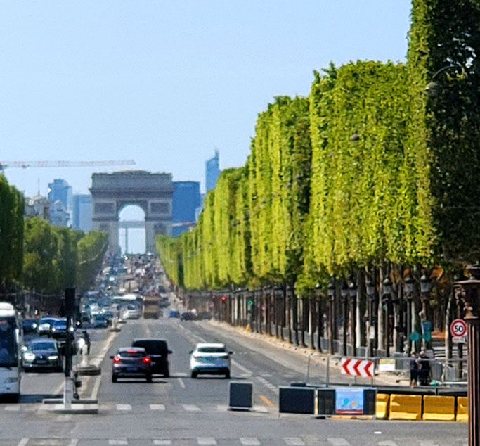 Trees along the road to Arc de Triomphe