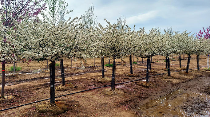 Malus Sargent Tina in bloom