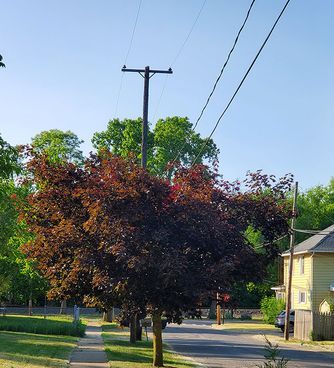 American Tree trimmed for powerlines
