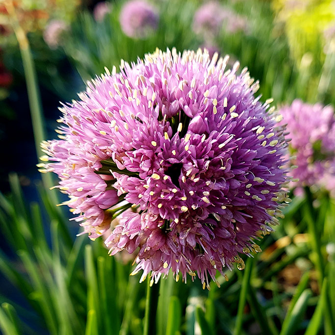  Allium Millenium