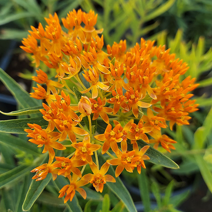 Asclepias Tuberosa