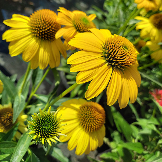 Echinacea Lemon Yellow