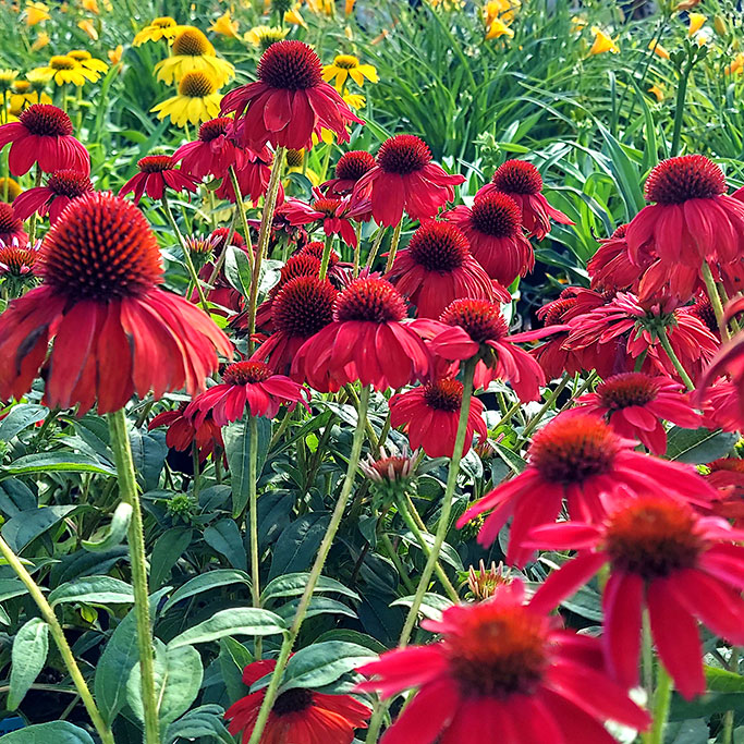 Echinacea Salsa Red