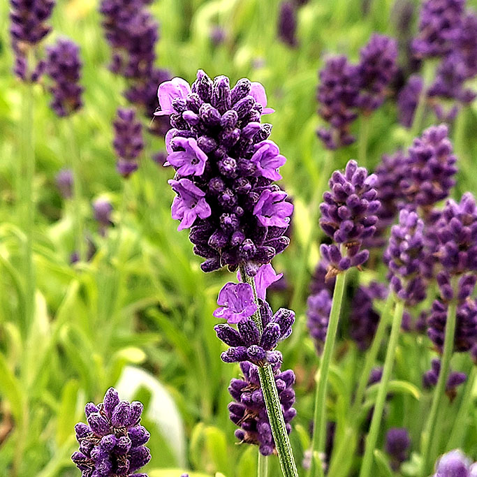 Lavandula Sweet Romance