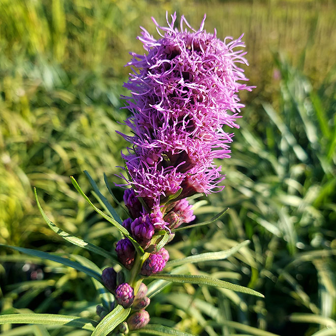 Liatris Kobold