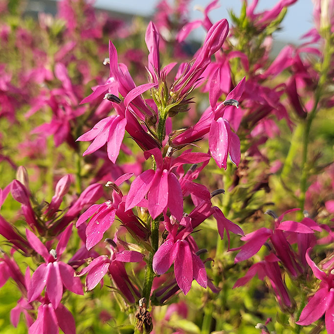 Lobelia Monet Moment