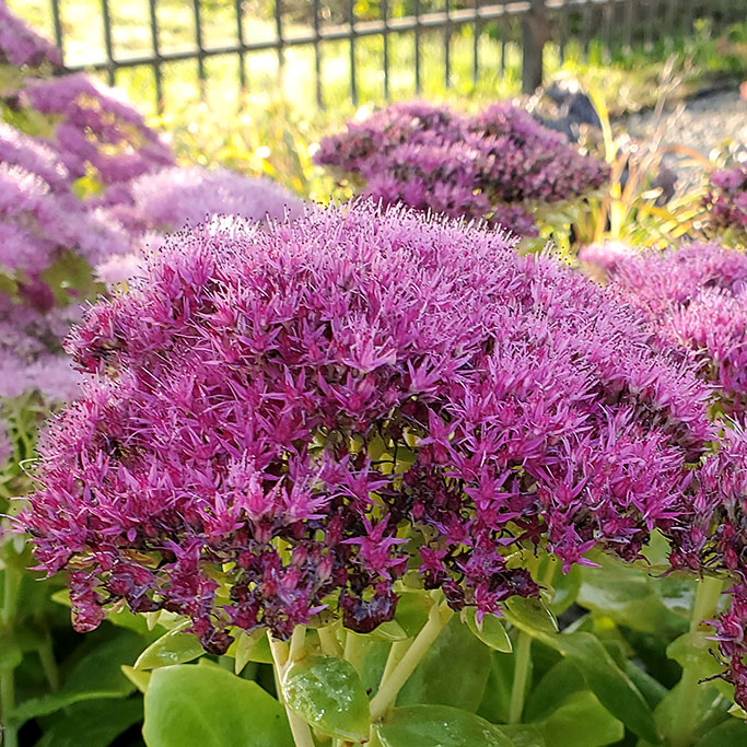 Sedum