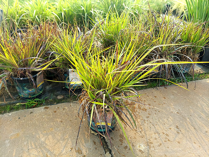 Holy Smoke Andropogon Grass