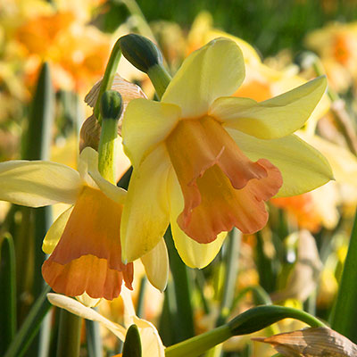 Blushing Lady Daffodil