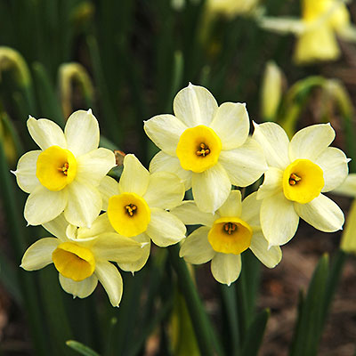 Minnow Daffodil