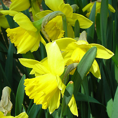 Rijnvelds Early Sensation Daffodil