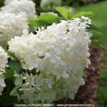 Puffer Fish Hydrangea by Proven Winners