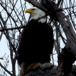 Bald Eagle at Chrisensen's