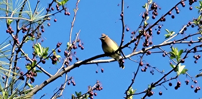 Cedar Waxwings at Christensen's