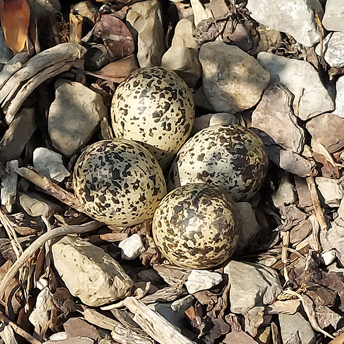 Killdeer eggs at Christensen's