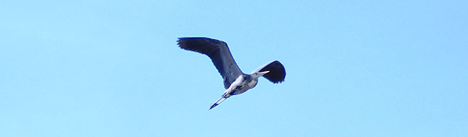 Blue Heron flying over Christensen's