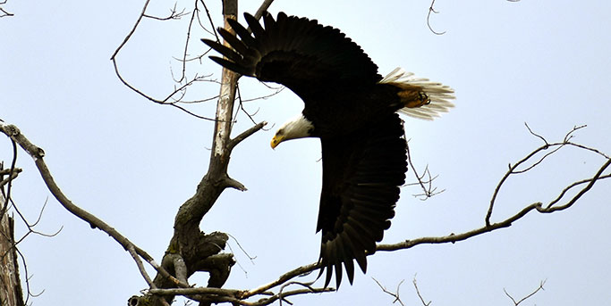 Bald Eagle at Christensen's