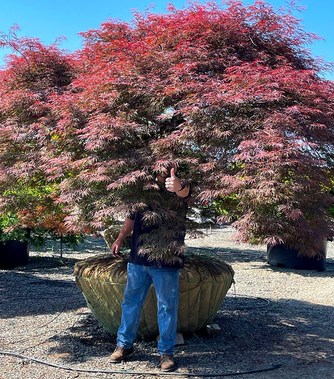 Eric showing size comparison on Japanese Maple