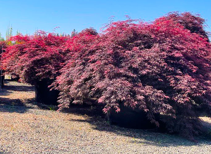 Japanese Maples