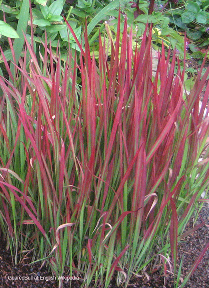 Imperata or Cogongrass