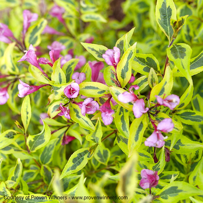 Weigela Bubbly Wine