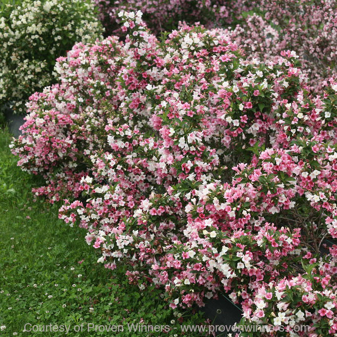 Weigela Checkmark Trilogy