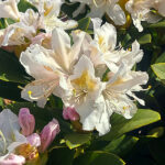 Rhododendron Cunningham White