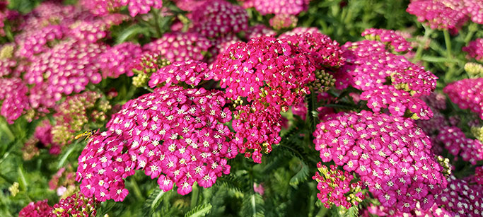 Achillea New Vintage Violet