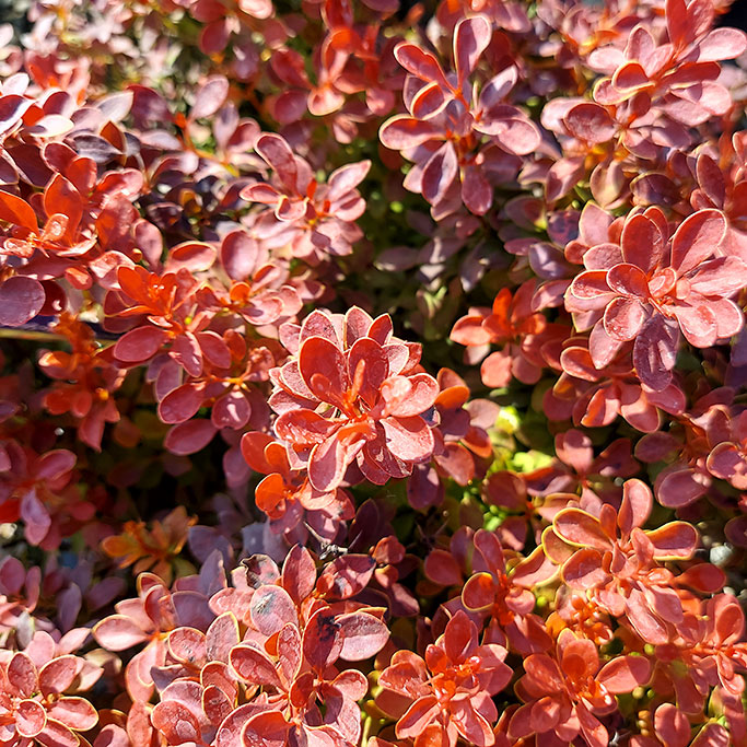 Common Barberry Admiration