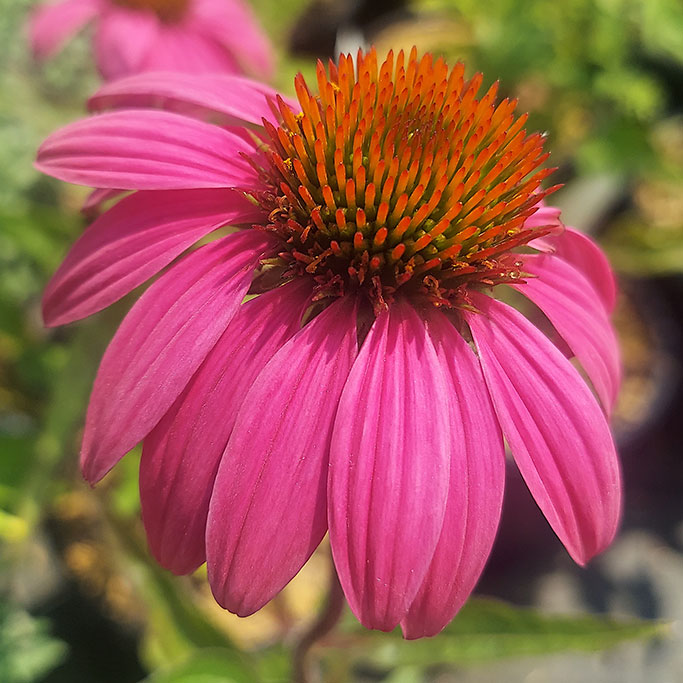 Echinacea PowWow Wildberry